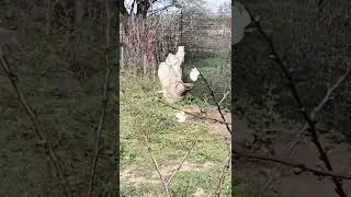 Первые цветочки на ветках молодого сада