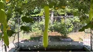 都说砍瓜被砍后还能继续长，真的能长吗？￼