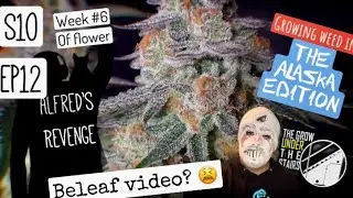 S10 EP12: Late flower feeding, week #6 of flower.  Beleaf video and more under spider Farmer #Alaska