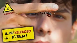 PRENDO IN MANO UNA VEDOVA NERA!