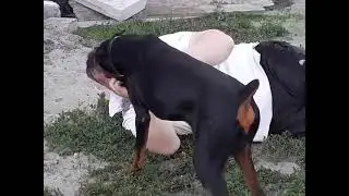 Счастливая ДОБЕРМАН ИРМА со своим весёлым хозяином))))