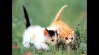The Rainbow Bridge- Where Our Beloved Pets Go