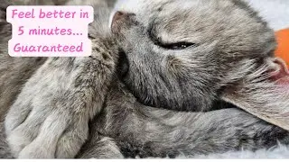 adorable cat peacefully sleeping