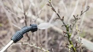 Обрабатываем и подкармливаем деревья и кустарники ранней весной