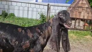 Камори.26.04.24г,ватсап +7 905 4567 025