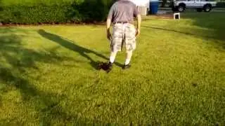 13 ducklings