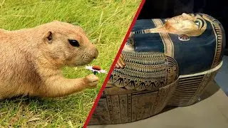 4 Effortless Steps to FINALLY Change Your Gophers Into Mummies!