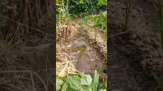Morning Watering: Cucumbers And Peppers