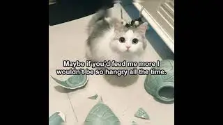 #meme #animalmeme #Iamacreeperminecraft  _ funny. meme......