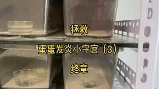 拯救蛋蛋发炎小守宫（3）终章