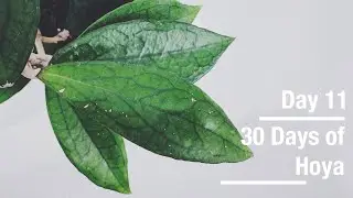 Hoya 'Jennifer' | 30 Days of Hoya - 11 of 30