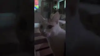 Are you hungry kitty #kitty #hungry #cat #catvideos #today #best #cute #meow #2024 #pets