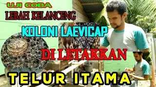 Uji Coba Lebah Klanceng ITAMA Dan LIAVISCAP.