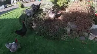 Chicken Adventures.