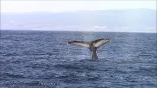11.6.24 Humpback Whales