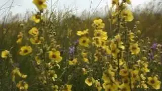 А лето пахнет травами