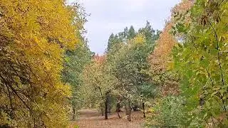 В осеннем лесу, 1. 15.10.24.