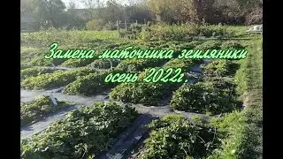 Замена маточника земляники осень 2022г