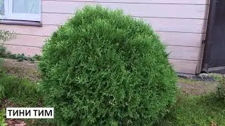 Туи для сада