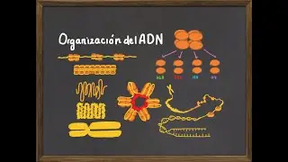 Levels of DNA and Chromosome Organization: Histones, nucleosome and chromatin condensation.