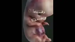 творение Алаха