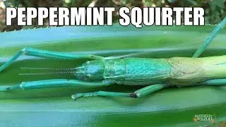 The Peppermint Stick Insect - a chemical blaster