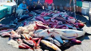 3,500lbs of FISH - *5 Days* at Sea