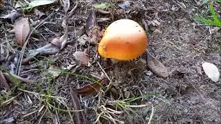 3 Amanitas y Aereus Octubre 2023