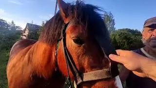Красавец Мерин Алтай💪💯