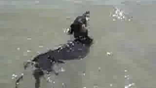 Dachshund Swims Like an Otter