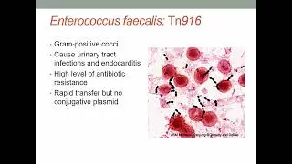 Antimicrobial Resistance, Infection and immunity ||
