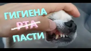 У СОБАК всё как у ЛЮДЕЙ. Чистим ЗУБЫ