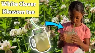 TEACHING MY DAUGHTER HOW TO MAKE WHITE CLOVER BLOSSOM TEA | Natural Herb Tea | wilderness eats
