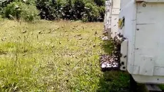 Güçlü Kovandan Oğul Çıkarsa Böyle Olur😊