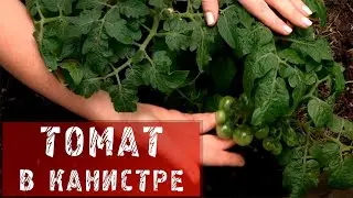 Томат в канистре / Как собрать богатый урожай томатов?
