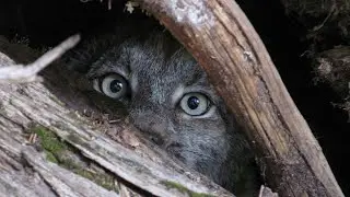 Lynx exploratory movements in Colorado and beyond