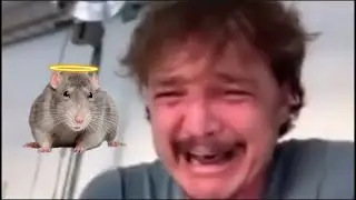 Pedro Pascal loses his pet rat