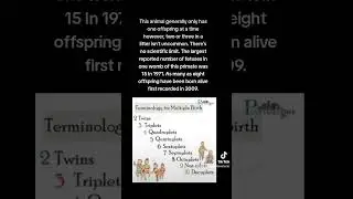 How many offspring can a human give birth to at one time? #funfacts #fact #facts #human #humans