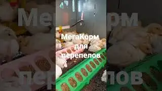 Вес перепелов белый ГИГАНТ в 10 дней. кк МегаКорм.