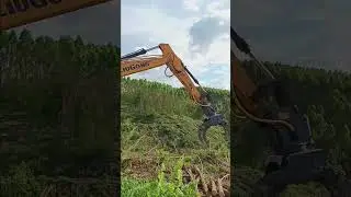 Gripper saw can cut down multiple eucalyptus trees at one time