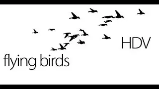 After Effect Flying Birds Motion Graphic