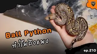 ทำไมงูบอลถึงแพงแพงเพราะอะไร ?【 EP.210| 4K 】#realityballpython #ballpython