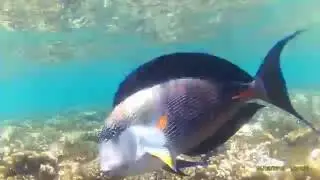 NEMO DORY Acanthuridae. fish. Egypt.coral.