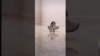 тапок и щенок