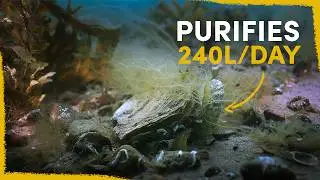 Why we use Oysters as the ultimate rewilding tool