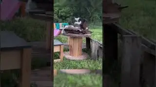Why do goats faint when they get scared? 🐐 😀😍🧐 