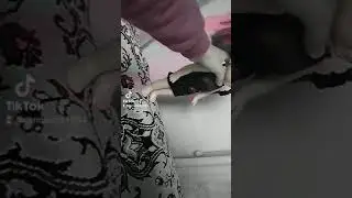 ШОК! коралина упала в пропость!