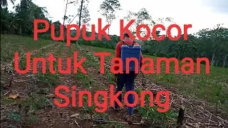 Pupuk Cair  untuk Tanaman Singkong _ Dijamin Umbi Singkong Lebat dan Besar