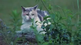 #cat #naturephotography #amazing #quranrecitation #views #subscribe #soulful