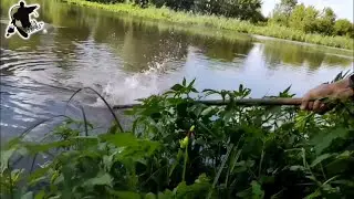 Дикий сазанчик,карп на р.Уды ,Харьков. #рыбалка #сазан #карп